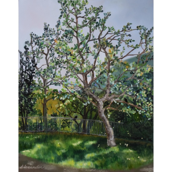 oil-painting-sycamore-in-islay-park-san-luis-obispo